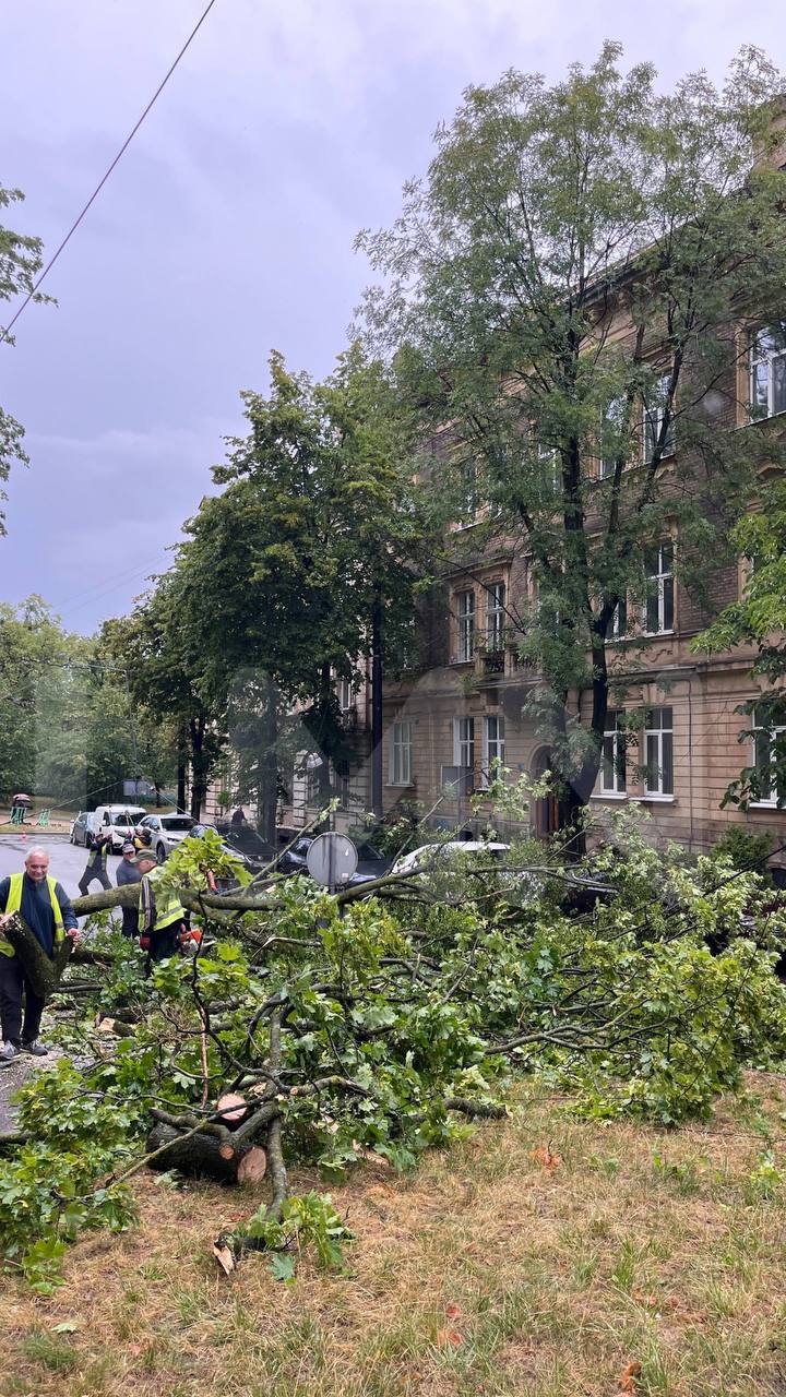 У Львові на вулиці Святого Юра дерево впало на контактну мережу: тролейбуси змінили маршрути