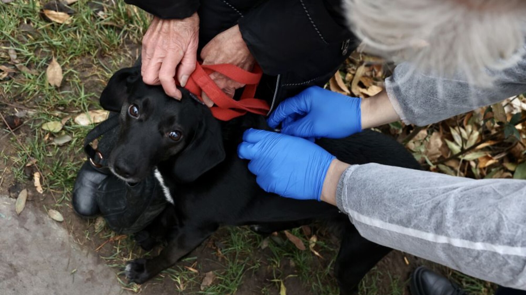 У Брюховичах проведуть безкоштовну вакцинацію домашніх тварин від сказу