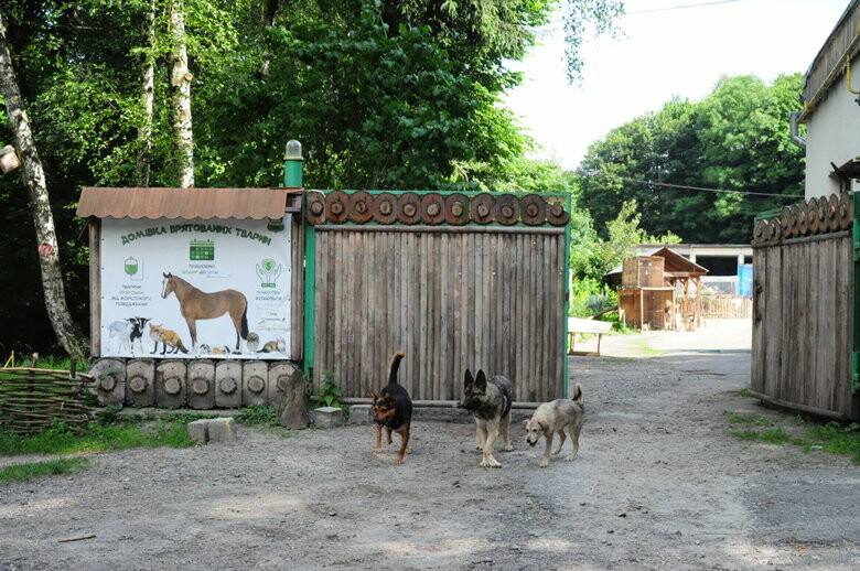 У Львові розіграють автомобіль за донат, щоб купити буси для порятунку тварин