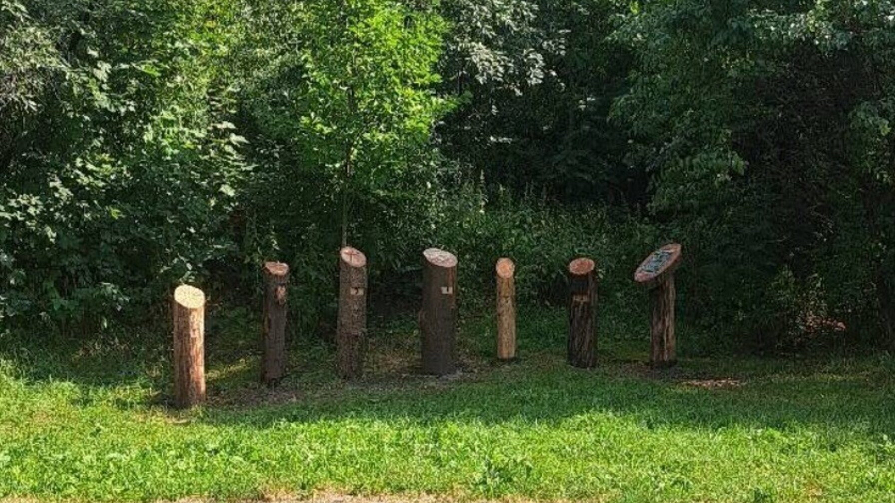 Як визначити вік дерева? У Львові облаштували нову пізнавальну локацію